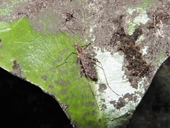 Amphineurus