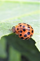 Henosepilachna sumbana