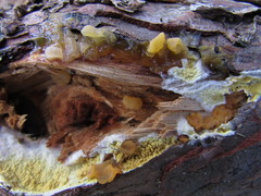 Dacrymyces variisporus