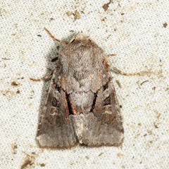 Oligia minuscula