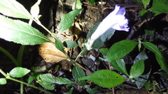 Strobilanthes pentastemonoides