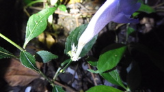 Strobilanthes pentastemonoides