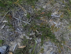 Leptospermum arachnoides