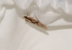 Semioscopis packardella