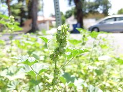 Malvaceae