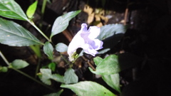 Strobilanthes pentastemonoides