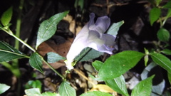 Strobilanthes pentastemonoides