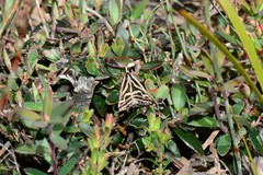 Dichromodes confluaria