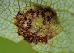 Taphrina populi-salicis