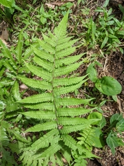 Deparia