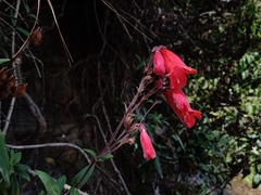 Penstemon isophyllus