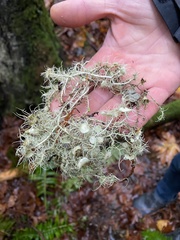 Usnea quasirigida