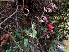 Penstemon isophyllus