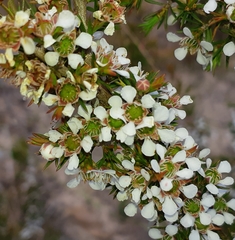 Leptospermum arachnoides
