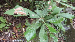 Phoebe formosana
