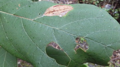 Phoebe formosana