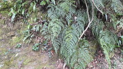 Davallia formosana