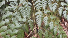 Davallia formosana