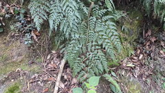 Davallia formosana
