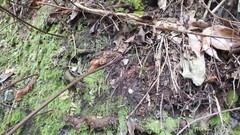 Davallia formosana