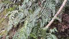 Davallia formosana