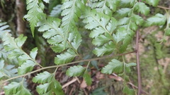 Davallia formosana