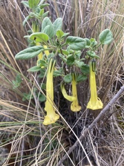 Salpichroa glandulosa