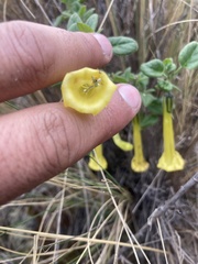 Salpichroa glandulosa