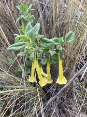 Salpichroa glandulosa