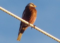 Leucosticte tephrocotis littoralis