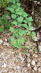 Desmodium lindheimeri