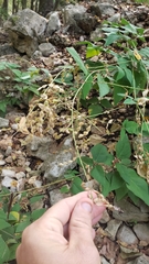 Desmodium lindheimeri