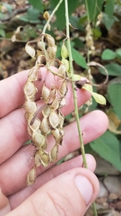 Desmodium lindheimeri