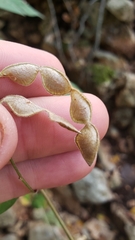 Desmodium lindheimeri