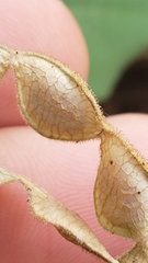 Desmodium lindheimeri