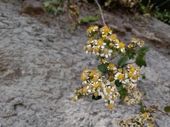 Alloispermum integrifolium