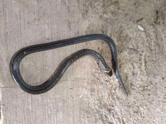 Oligodon bitorquatus