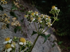 Alloispermum integrifolium