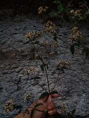 Alloispermum integrifolium