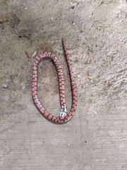 Oligodon bitorquatus