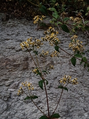Alloispermum integrifolium