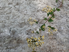 Alloispermum integrifolium