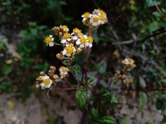 Alloispermum integrifolium