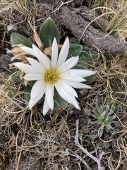 Knowltonia integrifolia