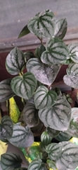Peperomia argyreia