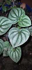 Peperomia argyreia