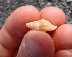 Buccinulum littorinoides