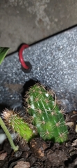 Trichocereus macrogonus macrogonus