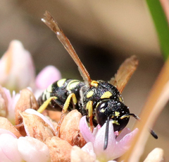 Stenodynerus anormis