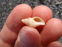 Buccinulum littorinoides